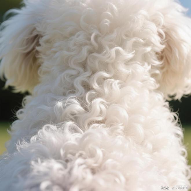 比熊白富美养成记：选什么狗粮才能告别泪痕、亮泽(图19)