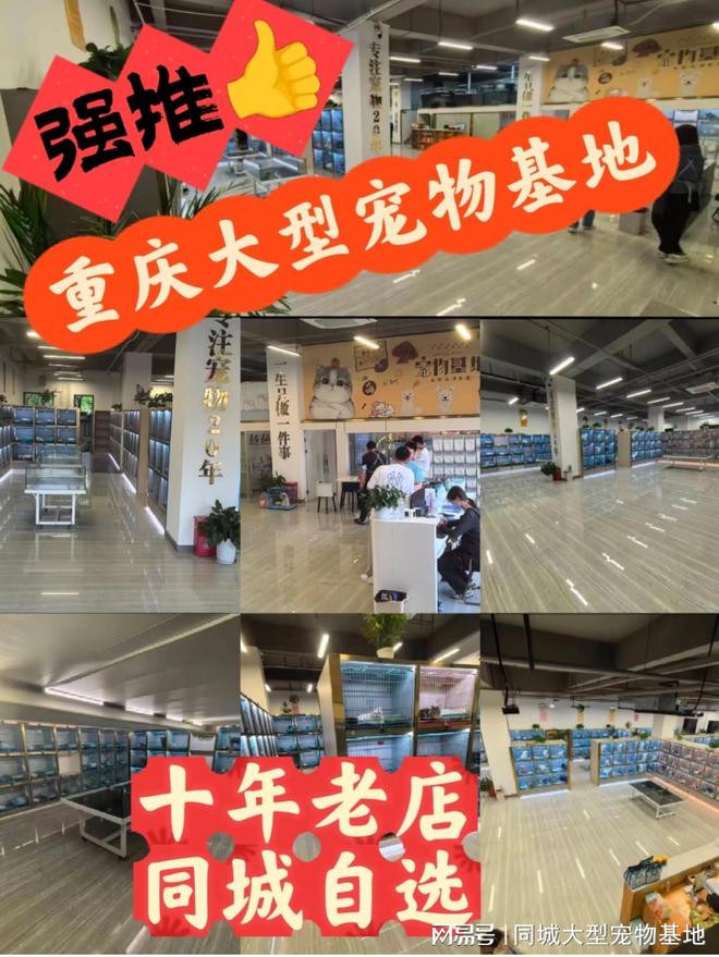 重庆哪里有正规宠物基地？这里实体店选购宠物安全更值得信赖(图1)