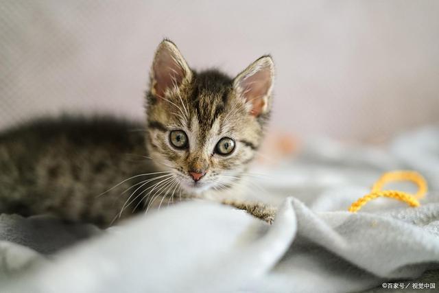 c消化不良、肥胖、中毒选宠物零食更健康(图1)