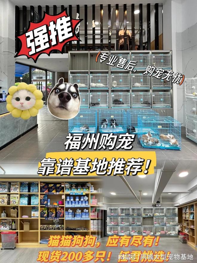 福州哪里卖宠物猫狗的选择性多？这里安全可靠能挑选心仪的宠物(图1)
