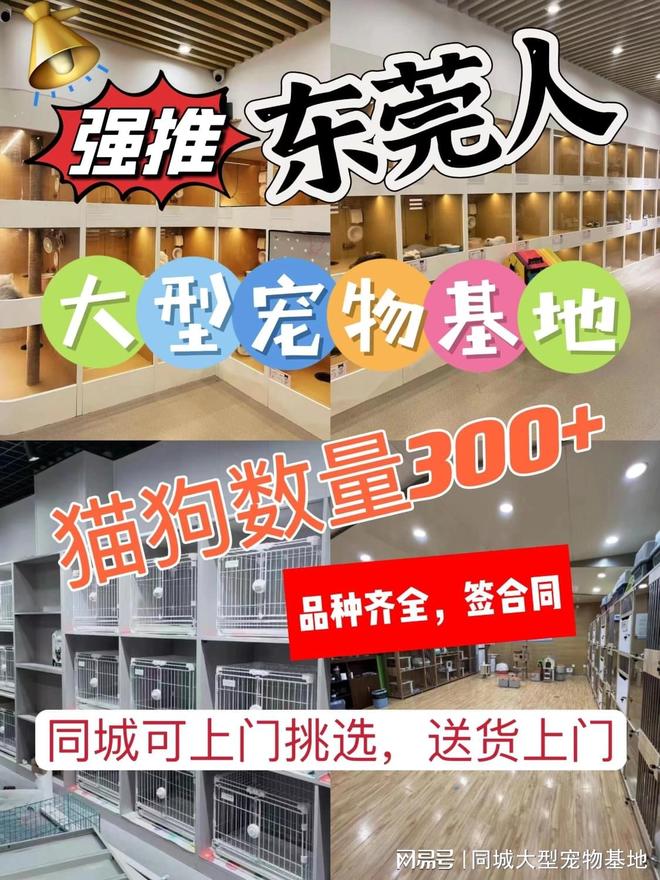 九游app：东莞买猫咪狗狗应该去哪里？包你安心能当面挑选自己心仪的宠物(图1)