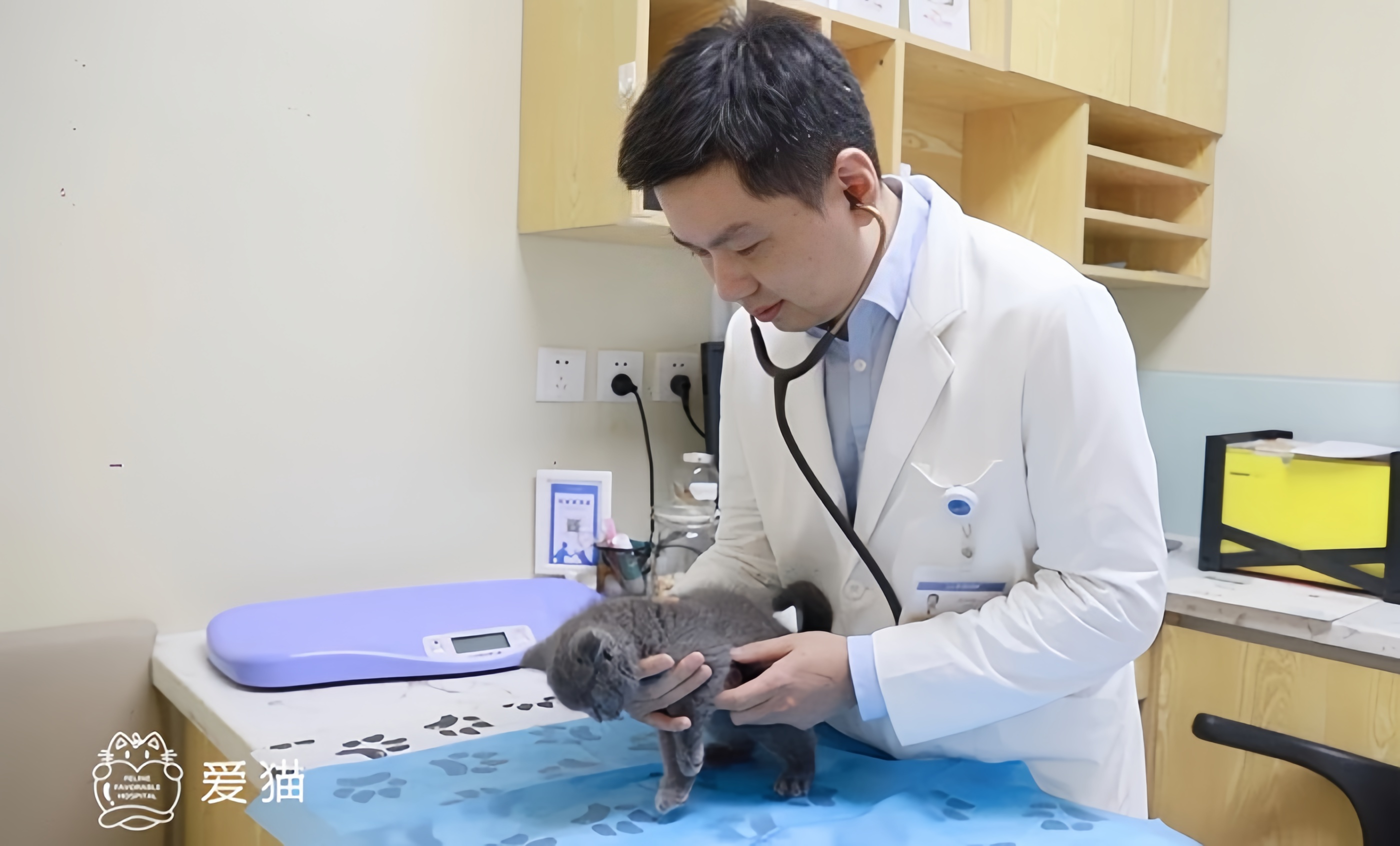 九游体育：致敬国际猫咪日：新瑞鹏集团以懂猫、爱猫之心守护每只猫的健康(图4)