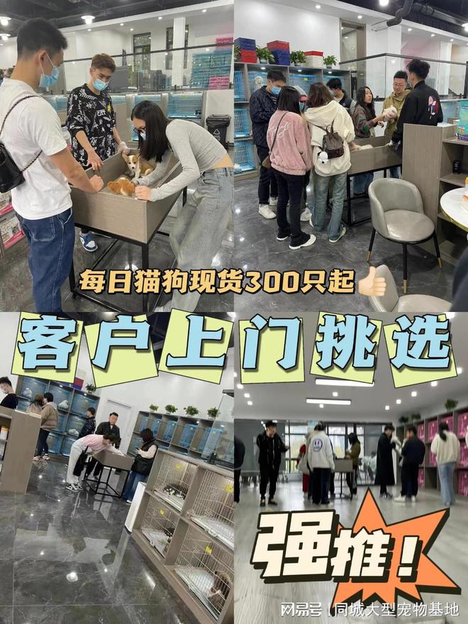 武汉哪里卖宠物猫狗的选择性多？这里安全可靠能挑选心仪的宠物(图4)