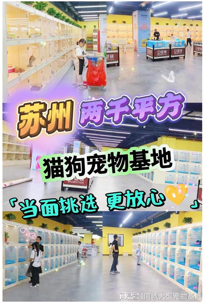 苏州买宠物猫狗哪里便宜？这里安全可靠还能实地选宠物不虚此行(图1)