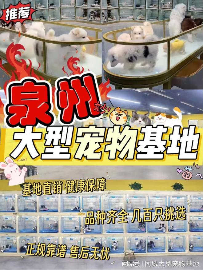 九游体育：泉州哪里有便宜的猫狗市场？这里专业安全可亲自挑选宠物(图1)