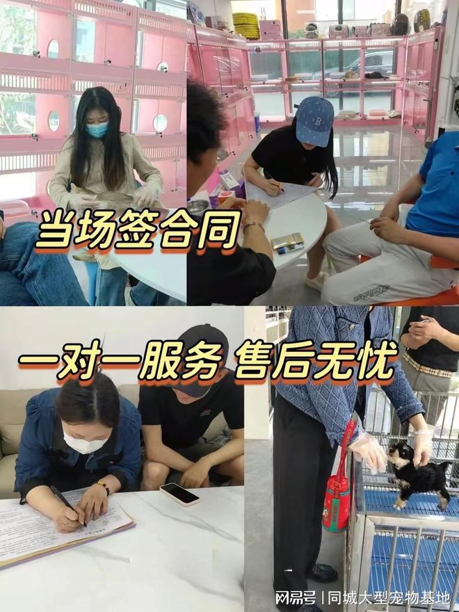 九游体育：泉州哪里有便宜的猫狗市场？这里专业安全可亲自挑选宠物(图4)