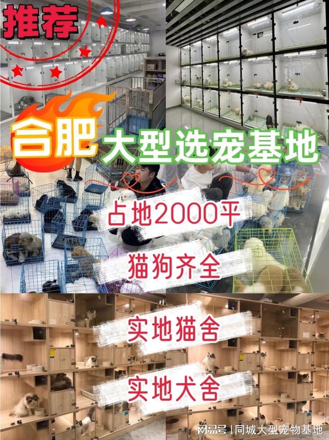 九游体育：合肥买猫咪狗狗应该去哪里？包你安心能当面挑选自己心仪的宠物(图1)