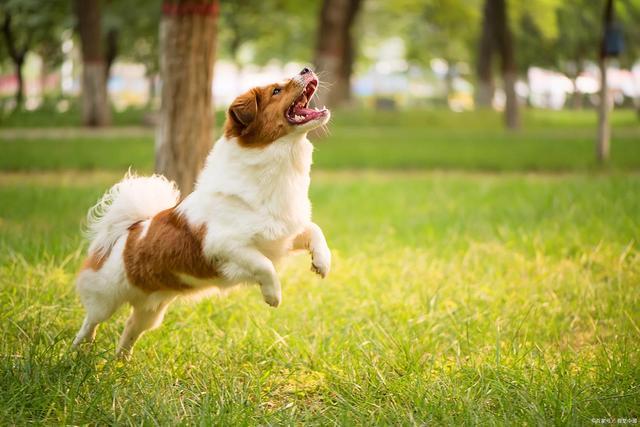 P狗狗贫血的隐藏信号：从毛色变化到嗜睡这些细节别忽略(图2)