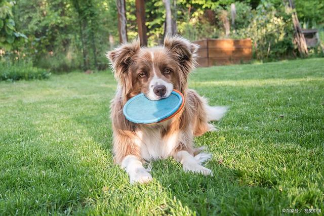 P狗狗贫血的隐藏信号：从毛色变化到嗜睡这些细节别忽略(图3)