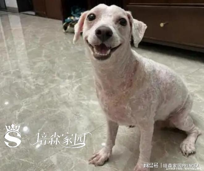 九游app：狗狗“雪花飘飘”背后原因大揭秘！(图2)