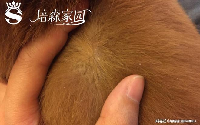 九游app：狗狗“雪花飘飘”背后原因大揭秘！(图3)