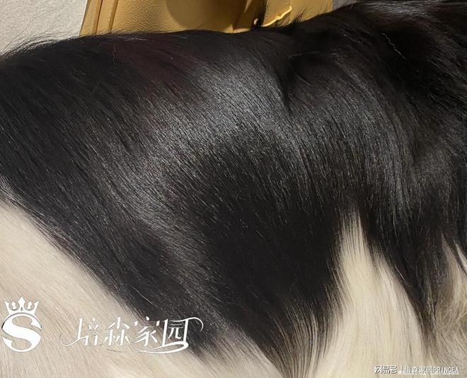 九游app：狗狗“雪花飘飘”背后原因大揭秘！(图5)