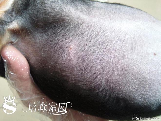 九游app：狗狗“雪花飘飘”背后原因大揭秘！(图4)