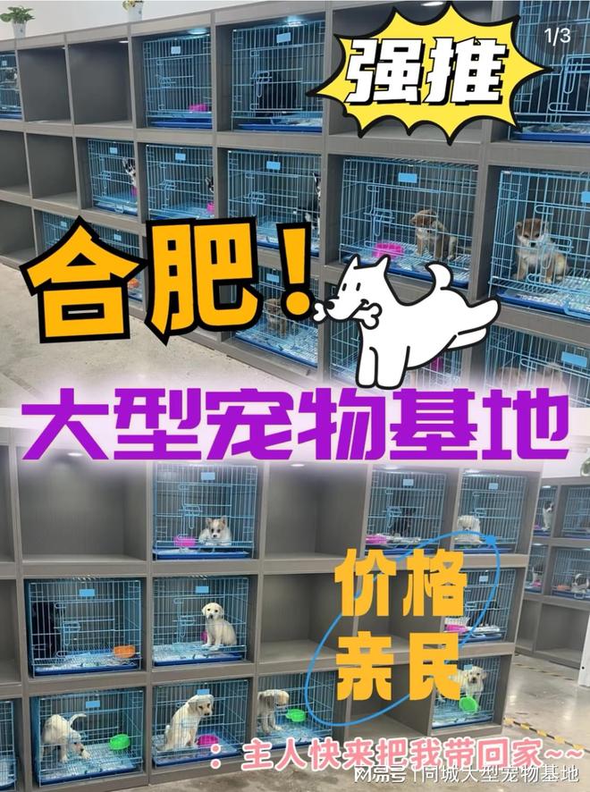 合肥哪里可以买宠物猫狗？这里有你想要的还能亲自挑选宠物哦(图1)