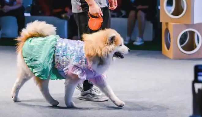 孕婴童产业博览会毛孩子超萌暴击！萌宠嘉年华等你来“沦陷”(图4)