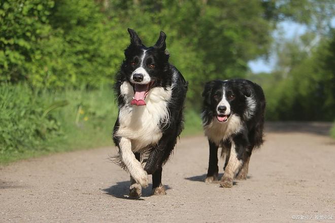 边牧掉毛原因与日常护理方法详解(图3)