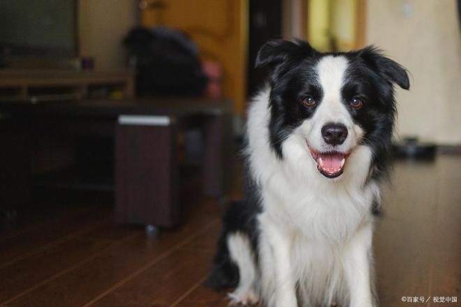 边牧掉毛原因与日常护理方法详解(图6)