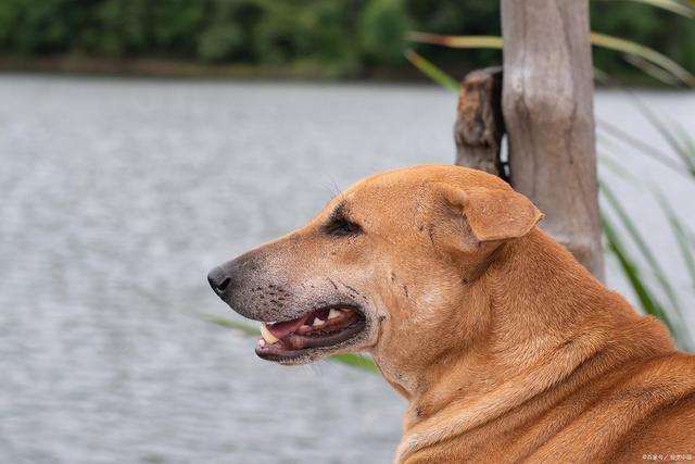 v喂前必看！好处、禁忌、安全量一次说清(图3)