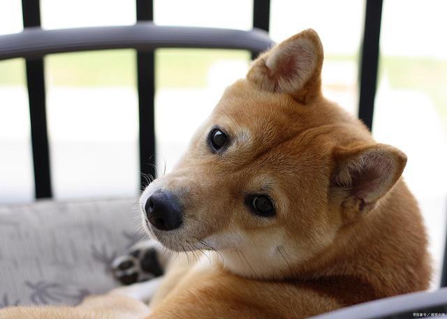 v喂前必看！好处、禁忌、安全量一次说清(图4)