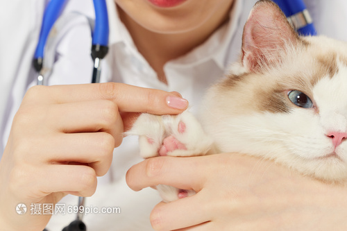 九游体育：宠物数量增长推动狂犬疫苗需求康华生物仍有增长空间(图1)