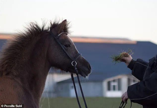 丹麦动物园“征集民众的宠物喂猛兽”后续：已收到大量兔子鸡豚鼠马匹等捐赠！(图11)