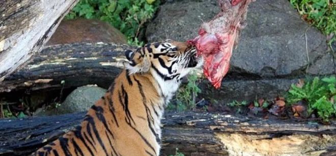 丹麦动物园“征集民众的宠物喂猛兽”后续：已收到大量兔子鸡豚鼠马匹等捐赠！(图3)