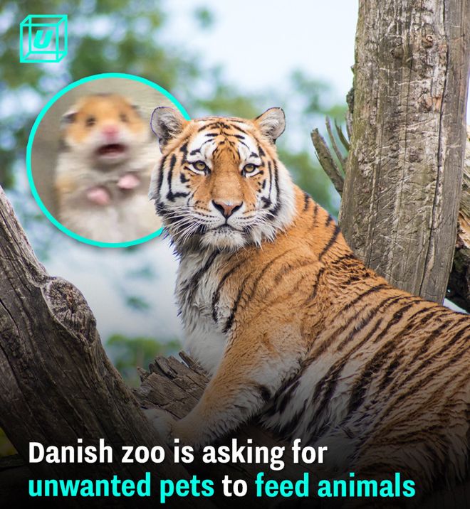 丹麦动物园“征集民众的宠物喂猛兽”后续：已收到大量兔子鸡豚鼠马匹等捐赠！(图2)