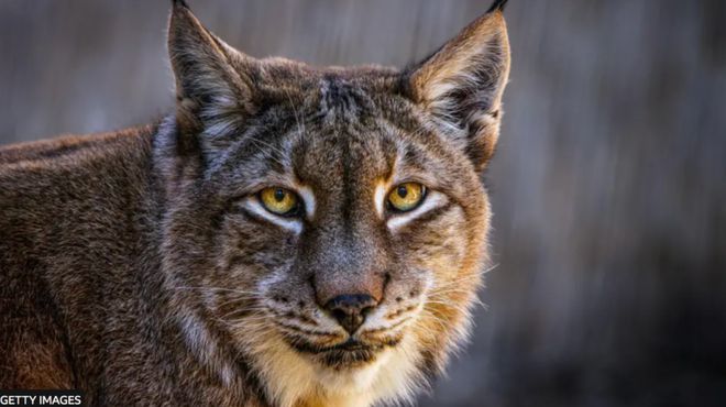 丹麦动物园“征集民众的宠物喂猛兽”后续：已收到大量兔子鸡豚鼠马匹等捐赠！(图4)