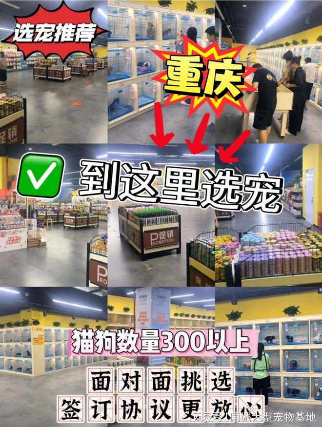 重庆宠物猫狗哪里买靠谱？这里买宠物放心还能去实体店挑选(图1)