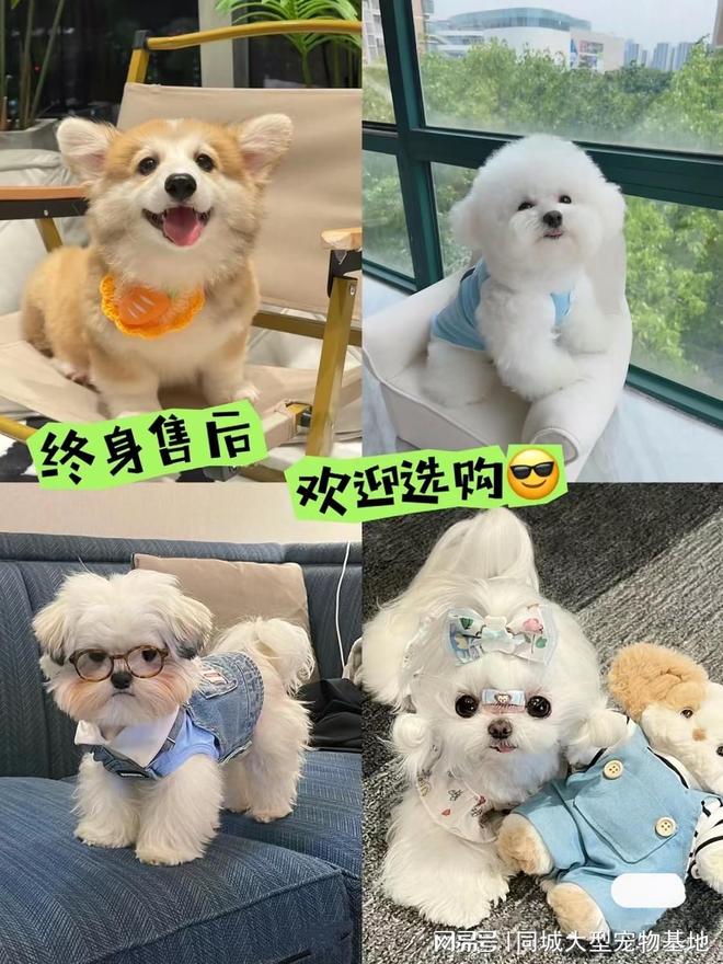 重庆宠物猫狗哪里买靠谱？这里买宠物放心还能去实体店挑选(图3)