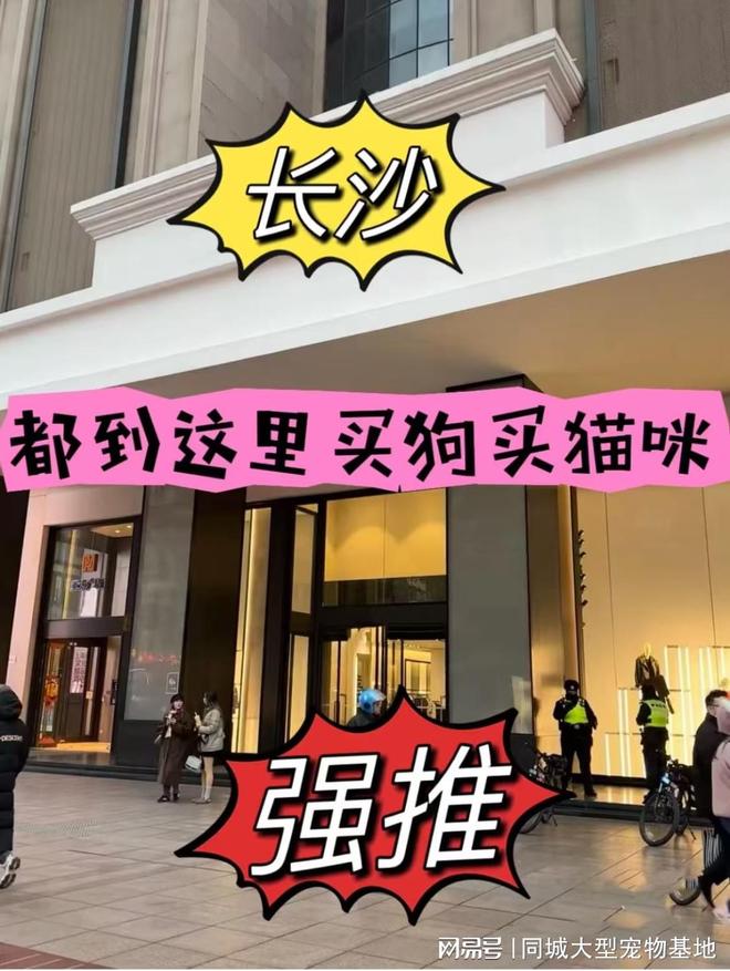 长沙哪里可以买宠物猫狗？这里有你想要的还能亲自挑选宠物哦(图1)