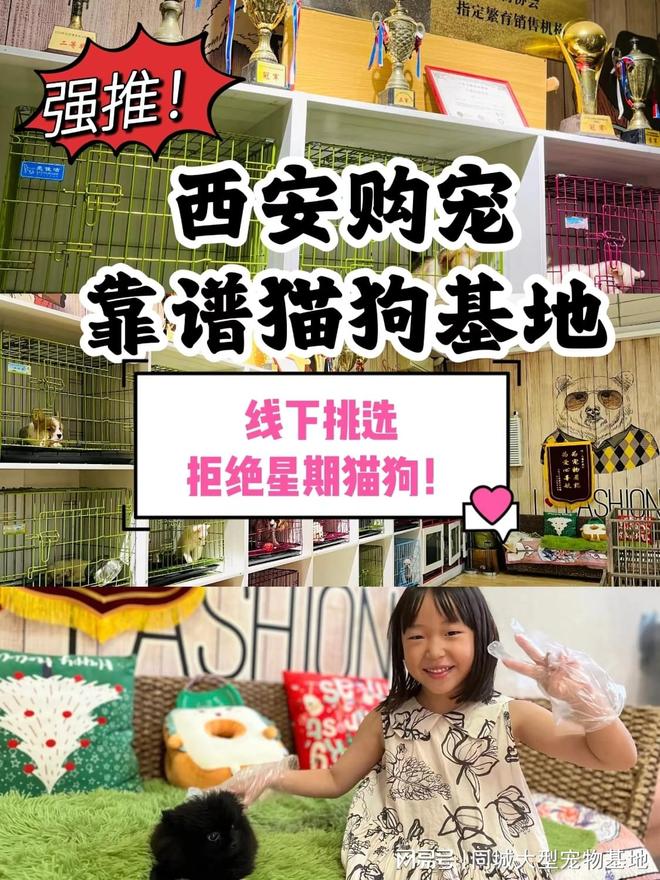 西安宠物猫狗哪里买靠谱？这里买宠物放心还能去实体店挑选(图1)