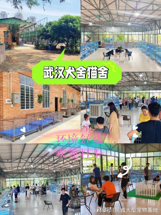 武汉哪里有正规宠物基地？这里实体店选购宠物安全更值得信赖(图1)