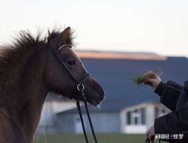 九游官网入口：将女儿小马捐了喂狮子！丹麦妈妈捐宠物给动物园声称一点不后悔(图5)