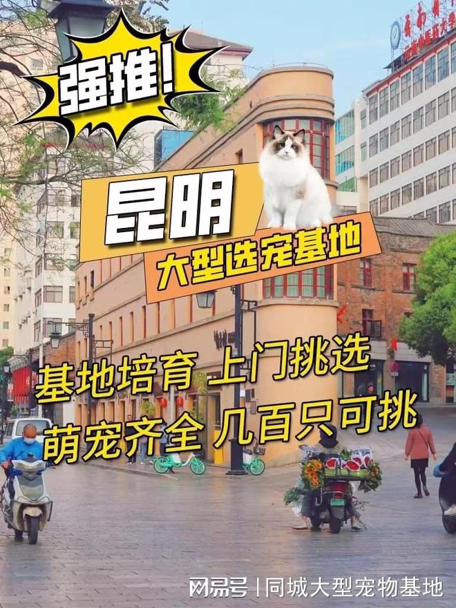 九游app：昆明哪里有便宜的猫狗市场？这里专业安全可亲自挑选宠物(图1)