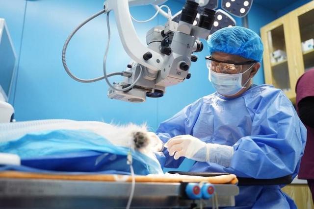 宠物药市场被海外垄断国产创新药亟待突破(图1)