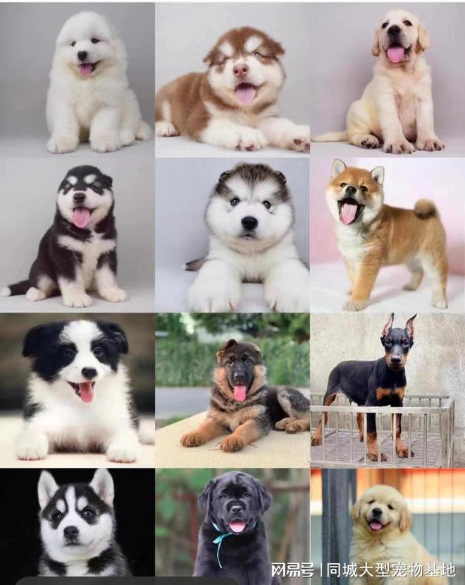 重庆哪里买宠物靠谱安全？这儿有实体店可选放心大胆挑吧(图2)