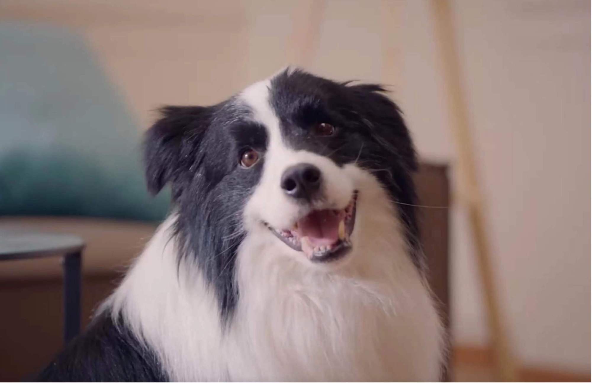 九游体育：用科学喂养换来长久陪伴 为宠物健康安全负责(图1)