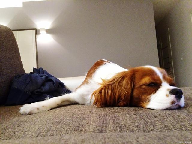 九游体育：r姜蒜葱椒狗狗厨房黑名单！营养师提醒安全加餐这样选(图5)