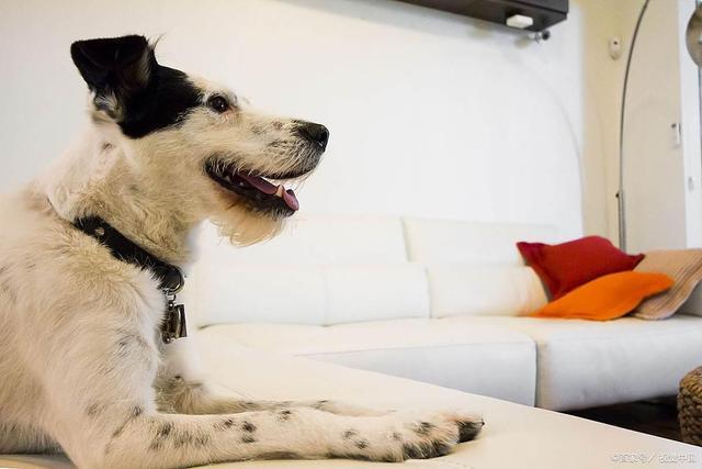 九游体育：r姜蒜葱椒狗狗厨房黑名单！营养师提醒安全加餐这样选(图4)