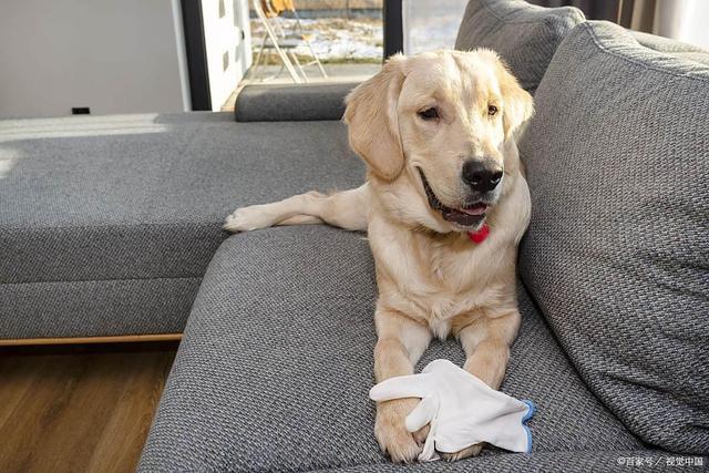 九游体育：r姜蒜葱椒狗狗厨房黑名单！营养师提醒安全加餐这样选(图2)