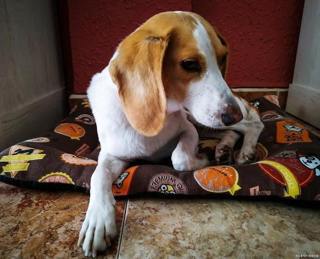 九游体育：r姜蒜葱椒狗狗厨房黑名单！营养师提醒安全加餐这样选(图3)