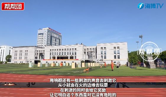 凌晨5点半起床的“汪汪教练”如何练就生命守护者？(图5)