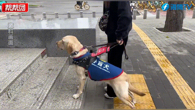 凌晨5点半起床的“汪汪教练”如何练就生命守护者？(图6)