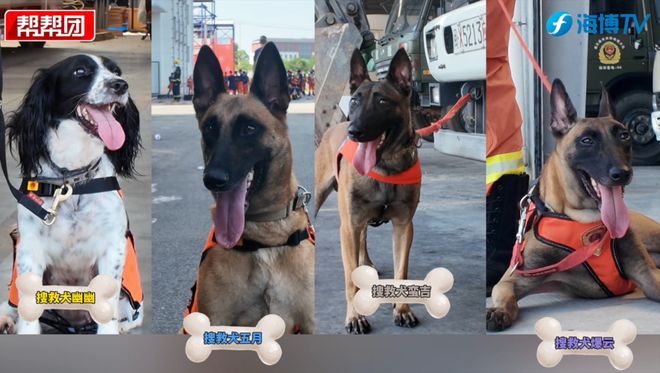 凌晨5点半起床的“汪汪教练”如何练就生命守护者？(图7)