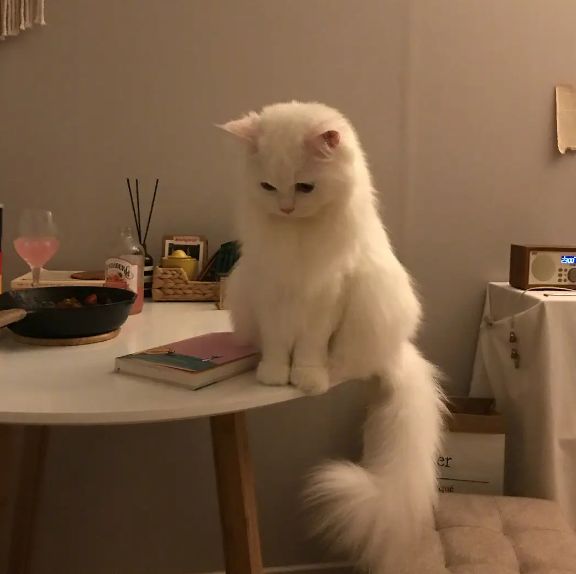 网易严选浓汤大口肉罐头全价猫粮让宠物爱上美味与健康(图1)