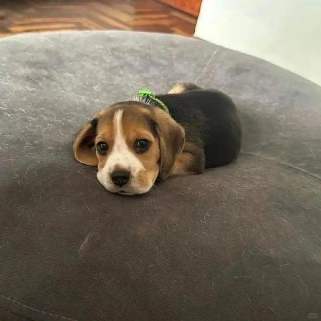 九游体育：狗粮推荐哪些价格低还健康？3个高品质低价格的天然狗粮推荐(图2)