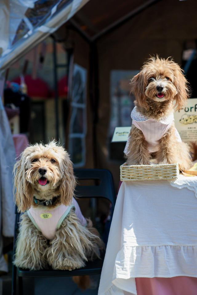 九游app：“毛孩子”的购物车里藏着什么秘密？亚宠展开幕在即行业揭示三大消费新风向(图1)