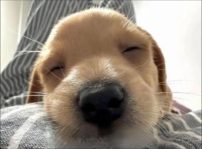 怎么买到天然狗粮还省钱？安全性价比高的狗粮十大排名推荐(图2)