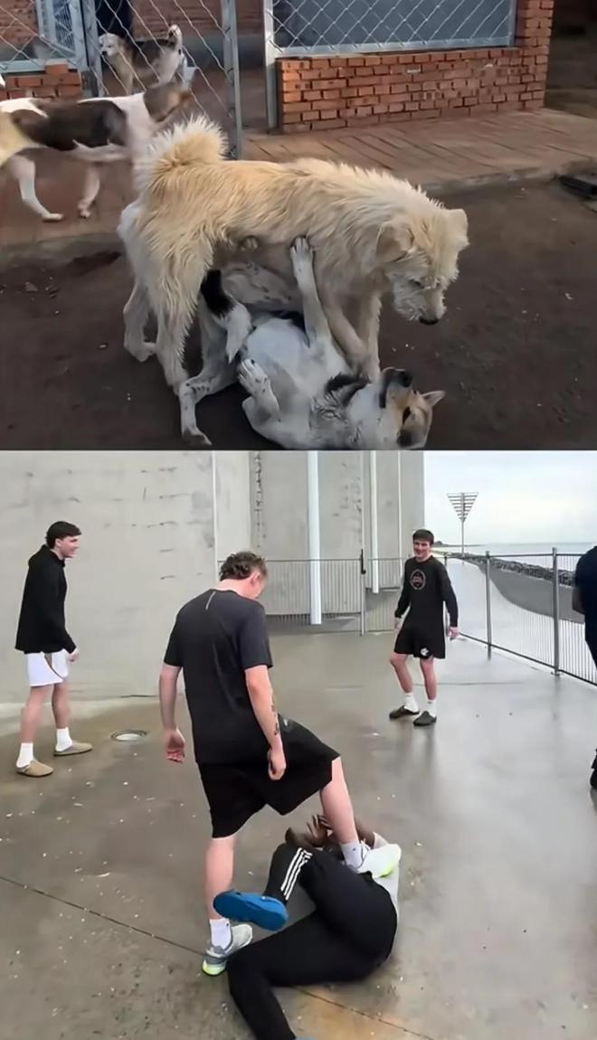 九游体育：让几亿老外跪服中国土狗火爆海外！一查竟是老祖宗严选品种？(图5)